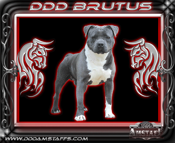 DDDawgs Brutus